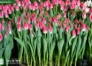 Tulipa Bolroyal Pink (1)